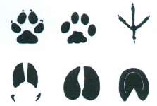 Mark logo