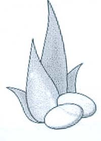 Mark logo